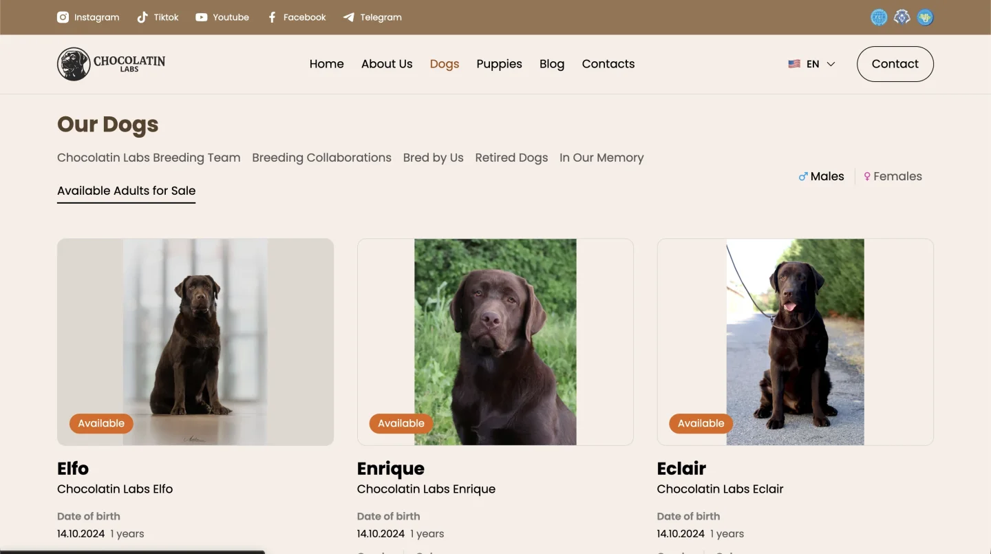 Chocolatin Labs dog catalogue with filters and availability states